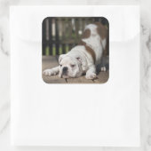 Sticker Carré Chippon anglais Bulldog (Sac)