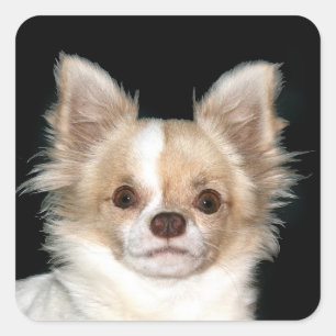 Sticker Carré Chiwawa aux cheveux longs
