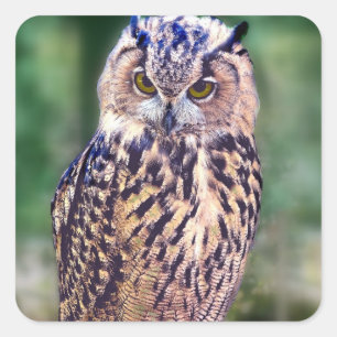 Sticker Carré Chouette géniale