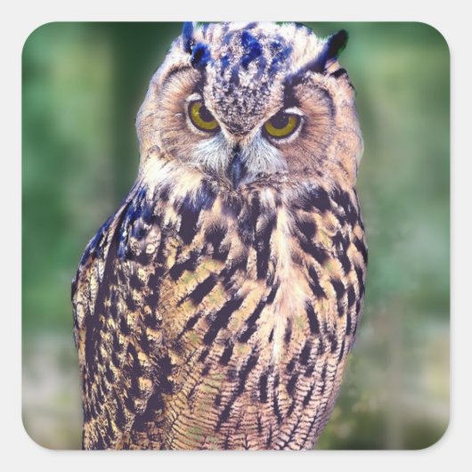 Sticker Carré Chouette géniale (Devant)
