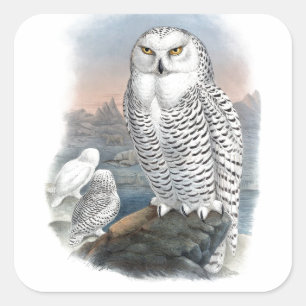 Sticker Carré Chouette neige vintage Gould