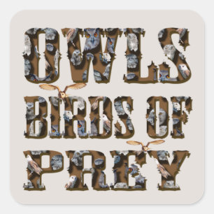 Sticker Carré Chouettes Oiseaux De Prey,