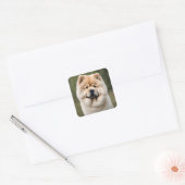 Sticker Carré Chow Chow (Enveloppe)