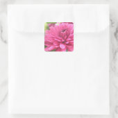 Sticker Carré Chrysanthème rose chaud Fleur Fleurs Fleurs Fleurs (Sac)