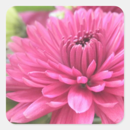 Sticker Carré Chrysanthème rose chaud Fleur Fleurs Fleurs Fleurs (Devant)
