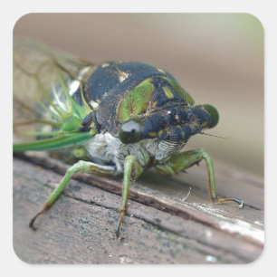 Sticker Carré Cicada