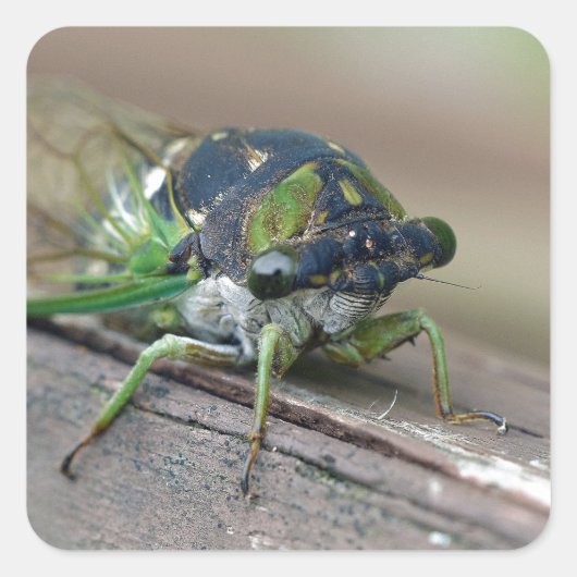 Sticker Carré Cicada (Devant)