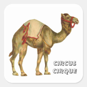 Sticker Carré cirque vintage à dos de chameau