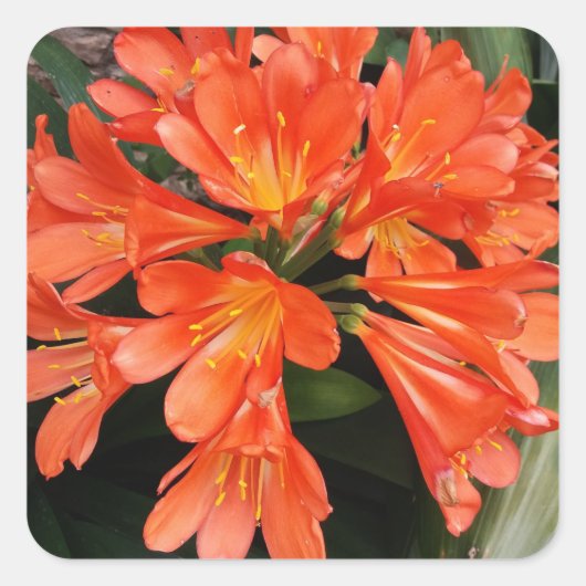 Sticker Carré Clivia Miniata - La Belle Fleur Orange (Devant)