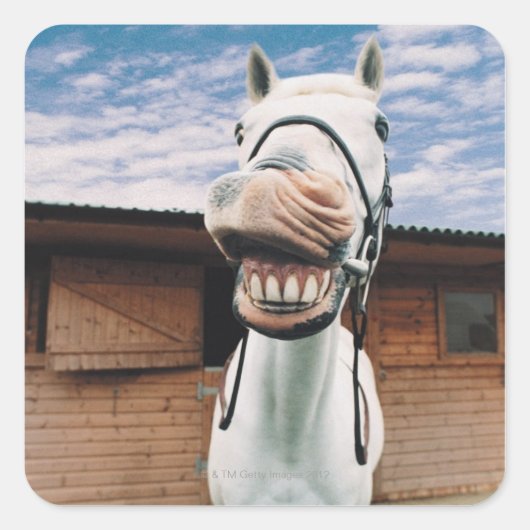 Sticker Carré Close-up of Horse with Mouth Open (Devant)