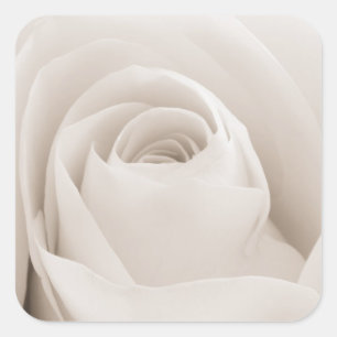 Sticker Carré Close up of White Rose