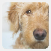 Sticker Carré Closeup de Goldendoodle (Devant)