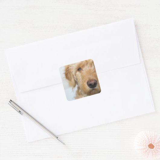 Sticker Carré Closeup de Goldendoodle (Enveloppe)