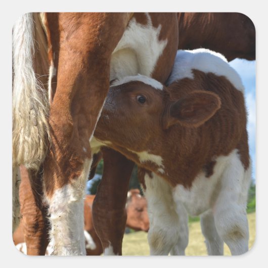 Sticker Carré Closeup de lait de veau (Devant)