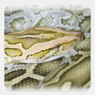 Sticker Carré Closeup de python indien