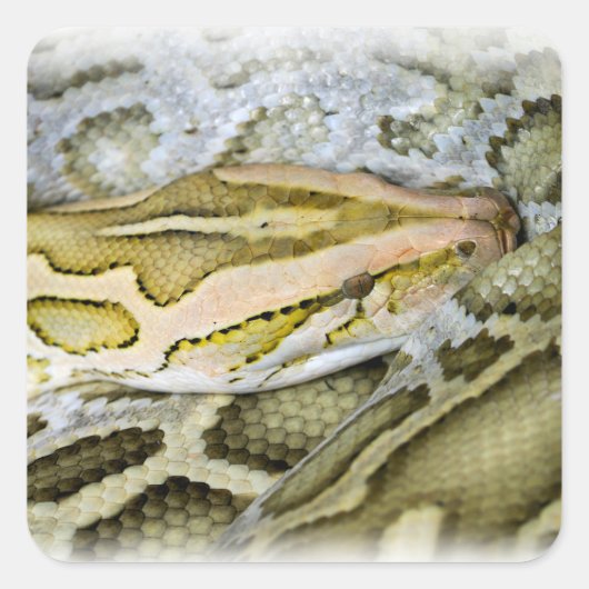 Sticker Carré Closeup de python indien (Devant)