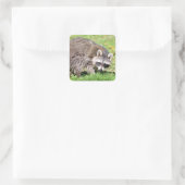 Sticker Carré Closeup de Raccoon (Sac)