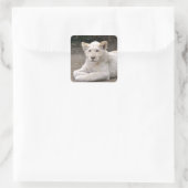 Sticker Carré Closeup lionceau blanc sur le sol (Sac)