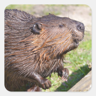 Sticker Carré Closeup North American Beaver (Castor canadensis)