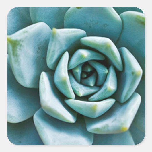 Sticker Carré Closeup Succulent (Devant)