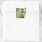 Sticker Carré Closeup turaco de fischer (Sac)