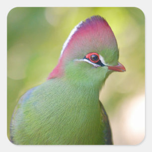 Sticker Carré Closeup turaco de fischer