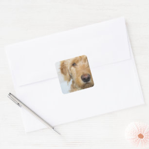 Sticker Carré Closeuse de coquelicot de Goldendoodle