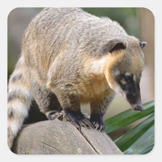 Sticker Carré Coati sud-américain en succursale (Devant)