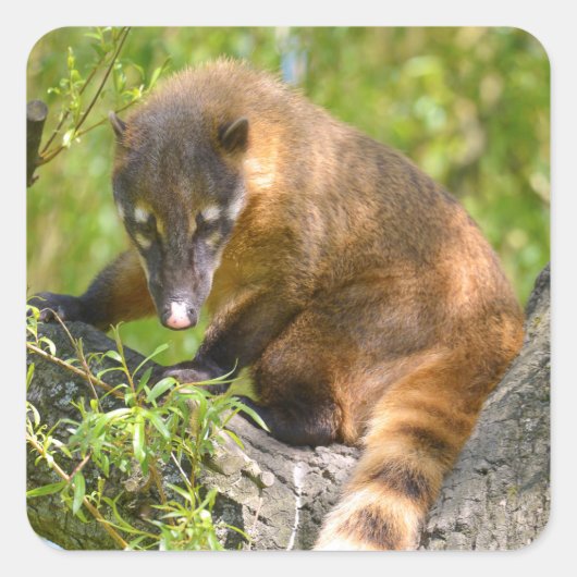 Sticker Carré Coati sud-américain en succursale (Devant)