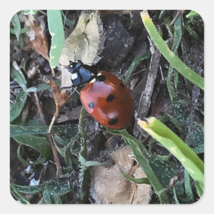 Sticker Carré Coccinelle