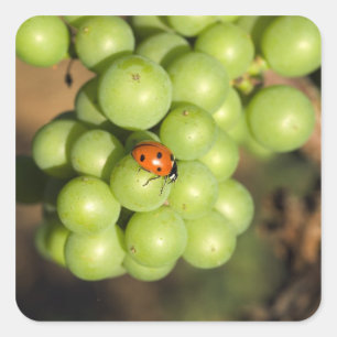 Sticker Carré Coccinelle en gros plan sur des raisins verts Pino