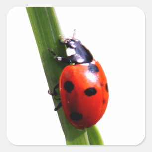 Sticker Carré Coccinelle repérée par rouge mignon