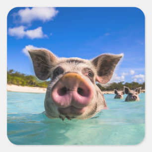 Sticker Carré Cochon Mignon de Natation Exuma Bahamas