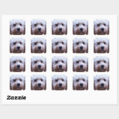 Sticker Carré Cockapoo Puppy (Feuille)
