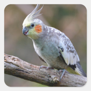 Sticker Carré Cockatiel budgerigar perché sur une carte postale