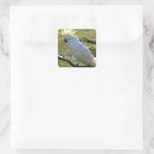 Sticker Carré Cockatoo à pois de soufre en Australie (Sac)