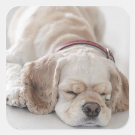 Sticker Carré Cocker spaniel chien dormir (Devant)