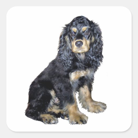 Sticker Carré Cocker Spaniel (noir et feu) (Devant)