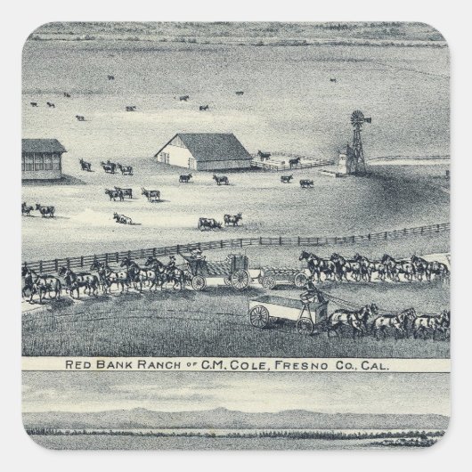 Sticker Carré Cole Ranches (Devant)