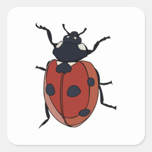 Sticker Carré Coléoptères Insecte Coccinelle Coléoptères