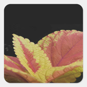 Sticker Carré Coleus Feuilles