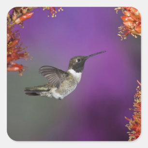 Sticker Carré Colibri à gorge noire, Archilochus alexandri,
