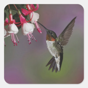 Sticker Carré Colibri à gorge rubis mâle, Archilochus