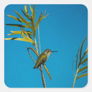 Sticker Carré Colibri à gorge rubis sur arbre