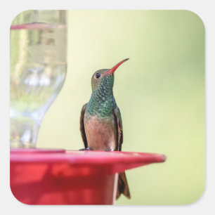Sticker Carré Colibri à ventre cassé au Texas