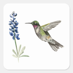 Sticker Carré Colibri et Bluebonnet