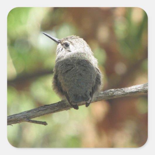Sticker Carré Colibri Fledging (Devant)