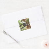 Sticker Carré Colibri Fledging (Enveloppe)