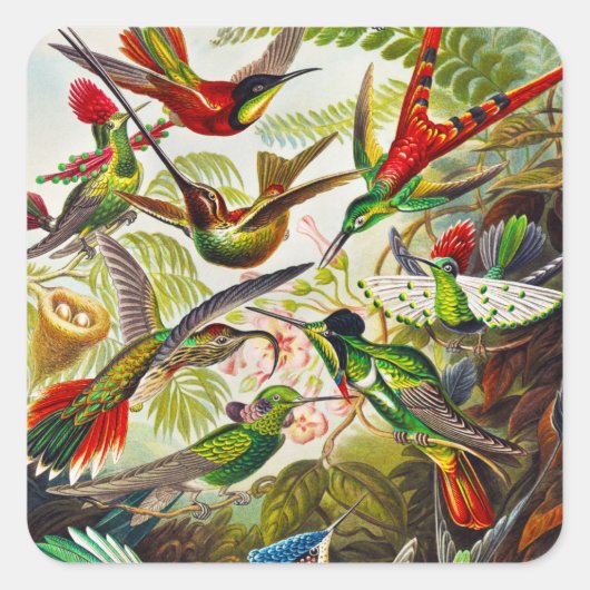 Sticker Carré Colibri vintage par Ernst Haeckel (Devant)