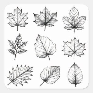 Sticker Carré Collection de spécimens de feuilles botaniques des